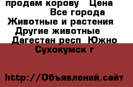 продам корову › Цена ­ 70 000 - Все города Животные и растения » Другие животные   . Дагестан респ.,Южно-Сухокумск г.